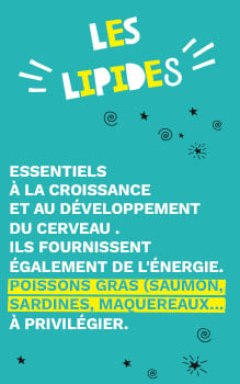 Lipides : essentiels à la croissance et au développement du cerveau, et ils fournissent également de l'énergie